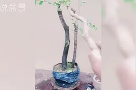 “双杆”造型小叶榔榆盆景素材布局指导示范，学盆景事半功倍！视频封面