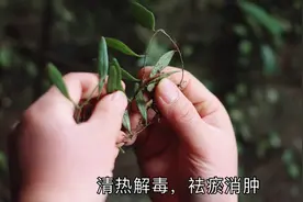 这种长在深山石壁上的抱石莲，跌打损伤关节痛可以用到，来了解下视频封面