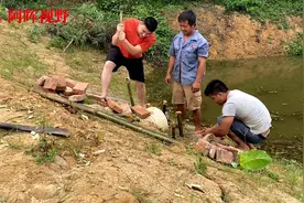 阿晖去看农村老大哥鱼塘，在鱼塘边用竹子打桩，作用竟然是这样视频封面