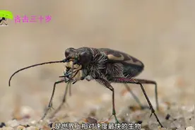 它们是会飞也会跑的一种甲虫，也是一个不停移动的贪吃鬼视频封面