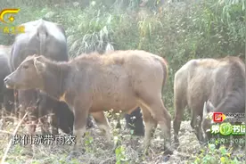 广西梧州市，特色养殖的一种“水牛肉”，口感细腻有劲道，真绝！视频封面