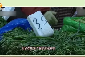 爱吃韭菜的朋友当心了!韭菜是农药残留的“高危菜”,对身体有害!