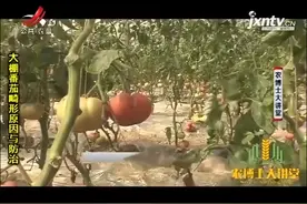大棚番茄 3：番茄出现裂果现象，主要是由哪些的原因造成的？视频封面