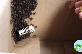 山农琼肴：如何将野蜂蜂群移至蜂箱，就是这样操作超级简单