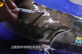 新闻大求真：在放游人工繁殖中华鲟前，还得给它们安装芯片追踪！视频封面