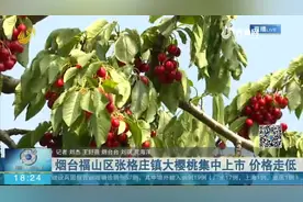 烟台张格庄镇大樱桃价格“大跳水”，最低仅卖一块钱，果农直发愁视频封面
