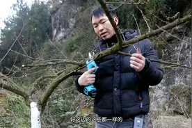 春季花前复剪通过调节花量，减少养分消耗，从而提高坐果率及品质视频封面