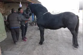 为什么这种马是最著名战马品种，因为体型大速度快耐力强作战勇敢视频封面