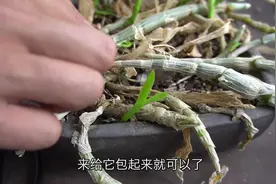 石斛长了高位芽怎么办？越早处理越可能成活！视频封面