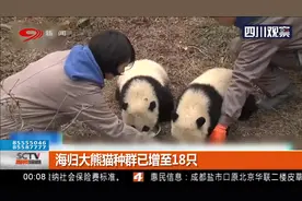 结束隔离！海归大熊猫“贝贝” 首次在国内公开亮相视频封面