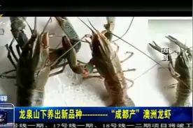 成都养殖新品种！男子瞅准商机决定“尝鲜”，将澳洲龙虾引进成都