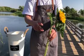 【养护】向日葵养护技巧，收到货后如何修剪、打理、醒花~视频封面