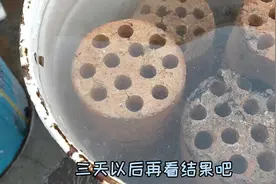 蜂窝煤渣养花，一定要先这样处理一下，赶紧记下来吧视频封面