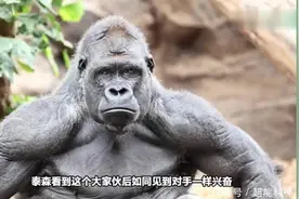 巅峰时泰森“单挑”400斤银背大猩猩，谁能赢？网友：泰森命大视频封面