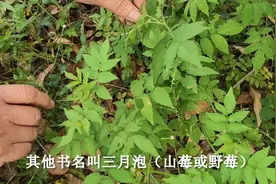 田耕地上：今年村子里的三月泡植株没长果，只能挖点根回家用了视频封面