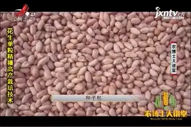 花生栽培2：花生单粒精播高产栽培，种子的选择和处理也有方法视频封面