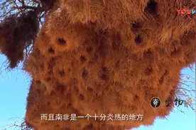 世界上最大的鸟巢，同住500多只鸟还有隔间，传承已有百年视频封面