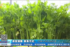 无公害芹菜大丰收，来收购的经销商却没动静，上百万斤芹菜销售难视频封面