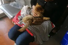 狗狗重病身上又脏又臭   美女不离不弃抱怀里   被她的爱心感动视频封面