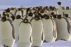 企鹅是如何在-70℃的南极生活北极熊是如何在5个月不进食生存下来