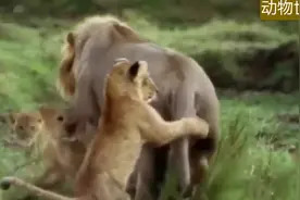 雄狮如何判断幼狮为自己的儿子？简直比人类科技还准