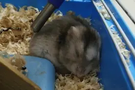 仓鼠-小灰灰睡觉姿势太可爱了，动作蠢萌蠢萌的，录制分享给大家