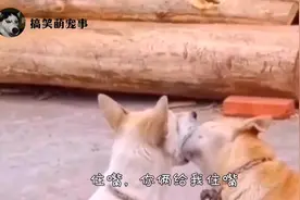 这光天化日之下，你俩这么秀恩爱真的好吗？视频封面