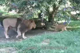 萌化了，雄狮第一次见到孩子时，整个狮都变了，镜头记录全过程