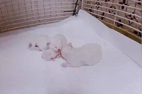 刚来世上24小时的布偶猫幼猫都有什么变化、长大后会是什么颜色呢