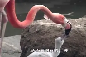 动物王国：浑身通红的火烈鸟，刚出生的时候竟然是这个样子的！视频封面