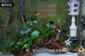 养鱼是门知识点综合的学科，故乐趣点多，看您正体会着哪一种乐趣