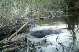 实拍海狸鼠筑坝全过程，水流被堵住了视频封面