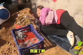 母兔在院里打洞产仔了，大姐现场挖洞掏兔子，看看生了多少只