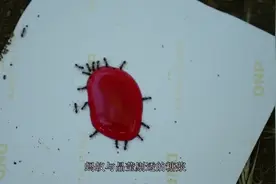 老外滴下水滴和糖水实验，蚂蚁真的爱吃糖吗？镜头记录下一切视频封面