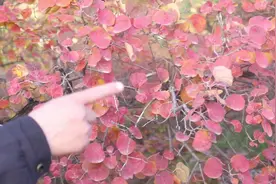 红叶既是美景又是药材！山缝隙中发现百年黄栌树，没土怎么生长？视频封面