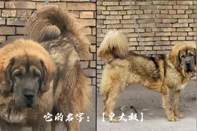 山西小城竟然有人养“老虎”，不看不知道一看吓一跳！视频封面