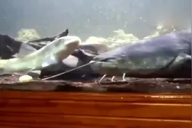 没想到大鲶鱼这么凶猛，直接一口吞掉一条大活鱼，让人大开眼界视频封面