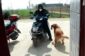 金毛看到主人回来，立马叼碗跑去迎接看有没有吃的，成精了视频封面