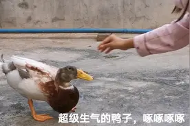 万物皆有灵，会生气的鸭子头次见，追着主人咬，咬不到气鼓鼓生气