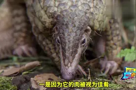 10种不可思议的动物，这些神奇的物种绝对让你心醉神迷视频封面