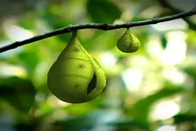 科普昆虫：从小毛毛虫到化蛹成蝶，蝴蝶这一生真是太美！视频封面