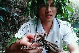 这种草药很难遇到，一斤卖100块，酷热天气也挡不住堂哥上山采挖视频封面