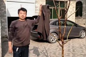 长在地头用来烧火做饭的酸枣树，没想到摇身一变成衣服架了视频封面