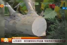 货车司机“秀车技”，径直撞向路边绿化树，网友：驾照捡的吧！