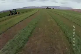 去美国种草，超大牧场需要飞机巡视，但是提防美国人下绊子。视频封面