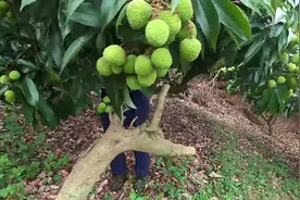 荔枝树一边挂满果，果农一边砍树，怎么回事