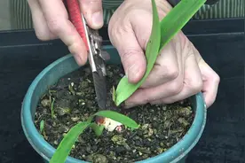 让朱顶红快速冒侧球，最有效的方法，果然是高手视频封面