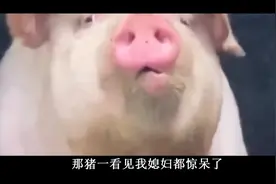 爆笑：带媳妇参观养猪场，猪看倒我媳妇都惊呆了，难道····视频封面