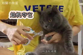 给猫咪剪指甲好乖啊，一边夸它一边剪，这招特别管用