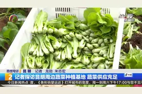 记者探访昆明周边蔬菜种植基地 蔬菜供应充足视频封面